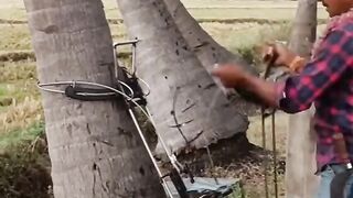 Coconut tree climbing machine agriculture