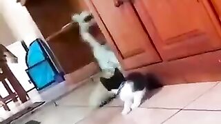 Beautiful cats
