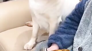 Beautiful dogs