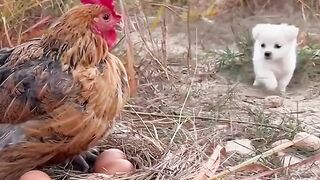 Les ailes de la mère poule sont un havre de paix pour les chiens. Plan de début d'animal de compagnie mignon.
