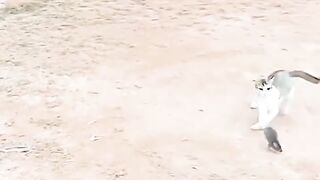 Vidéo de combat de chat et de rat 2025