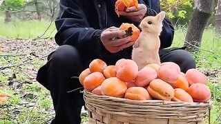 Les kakis sont mûrs. Grand-père et le petit lapin mangent des kakis ensemble. Débuts mignons pour animaux de compagnie p