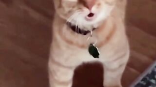 Cute cat animals