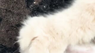 cats cute baby