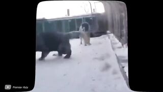 Kangal dog can kill a wolf, one of the strongest and fiercest domesticated dogs