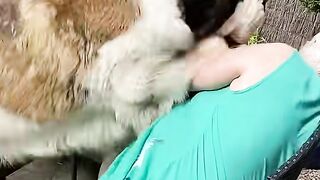 funny animals video