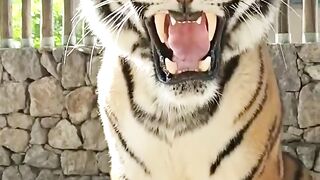 Tiger 261
