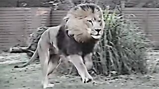 The fastest creature on land