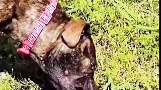 funny animals videos