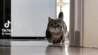 One of the most amazing cats