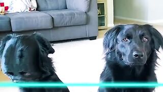 #Funny #Animals ????