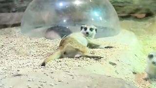 China zoo glass protect animals