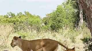 Smart lion outwits buffalo????????????