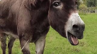 Donkey and rainbow