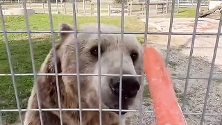 Help me feed some crazy animals