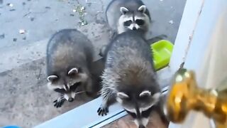 FUNNY ANIMALS VIDEOS 2025????680