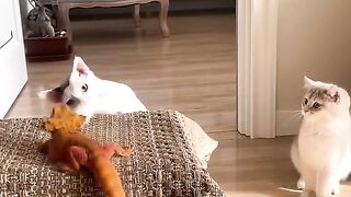 Chats et autres animaux