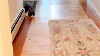 Cat vs dog