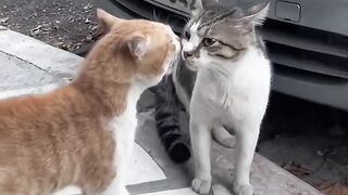 Combat de chats