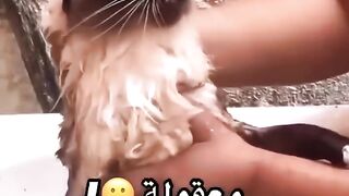 معقولة