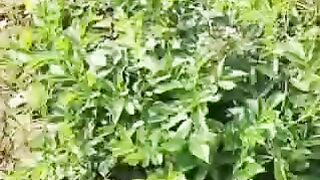 किसान ऐसे करें खेती तो नहीं होगा कभी नुकसान