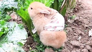 Frère Lapin mange du chou tout en portant son frère sur son dos Plan de début d'animal de compagnie mignon Rabbit