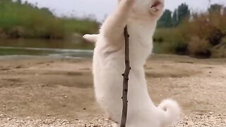 Le chiot devient anxieux après avoir mangé des saucisses au jambon, un adorable chien