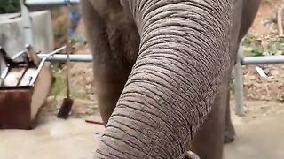 Les Animaux fantastiques. L'éléphant mange une citrouille