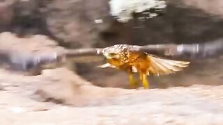Eagle life