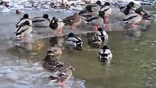 Fête des canards