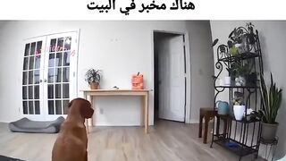 هههههههههه