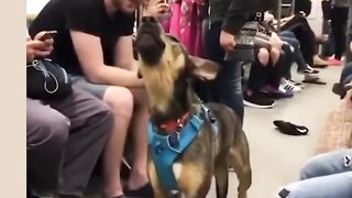 a dog sings