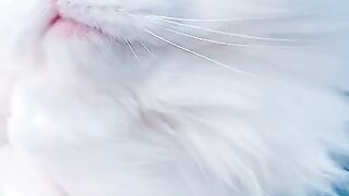 Beautiful white Russian cat
