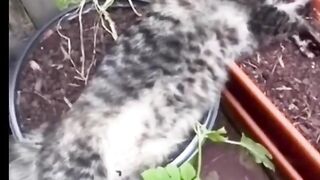 funny cats