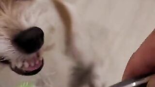 Jack Russell Terrier knows how to brush her teeth