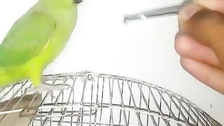 Green parrot