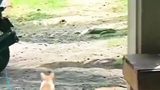 very funny animals videos #shorts