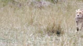 Cheetah Running very Fast ????  Plz Subscribe Now.