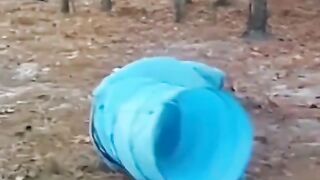 Funny dog