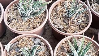 Haworthia/zebra cactus