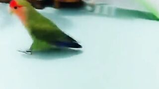 Parrot smart ????????