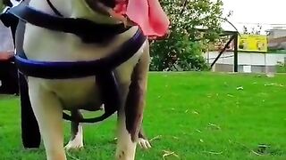 American dog breed female