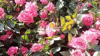 Pink Rose