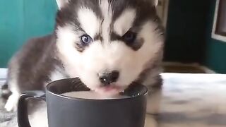 Funniest Cats 2023 #shorts #funny #shortvideos #