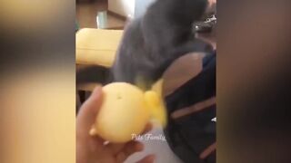 Funny cats best  2023
