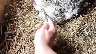 Get egg with hen