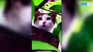 Animal lovely ????