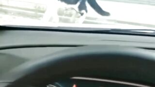 Cats is haran jumping