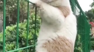AMEZING FUNNY CAT VIRAL CLIPS