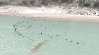 Visit with river  seeing beautiful birds